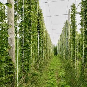 cordel agrícola de soporte de cultivos 1