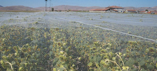 Red para aves - FILESAN Net and Sack Industry - de polietileno