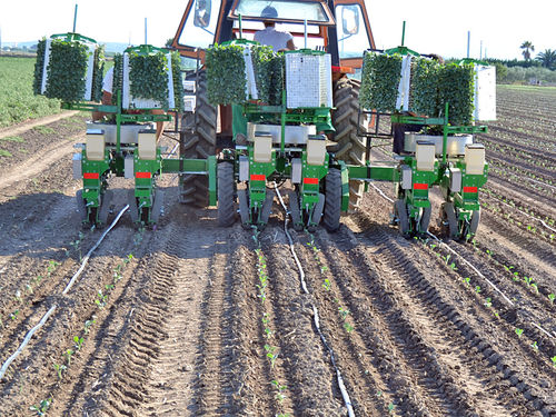 Plantadora de lechugas - F12 - C12 - SFOGGIA Agriculture Division S.r.l. - de tomates / de tabaco / automática