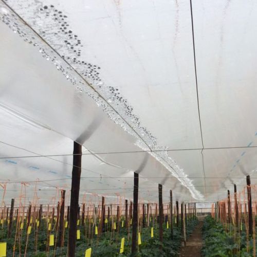 Film para invernadero - SOTRAFA, S.A. - antivaho / transparente