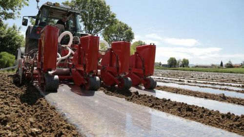 Sembradora en hileras neumática - SMP  - SPAPPERI - 4 hileras / montada en tractor