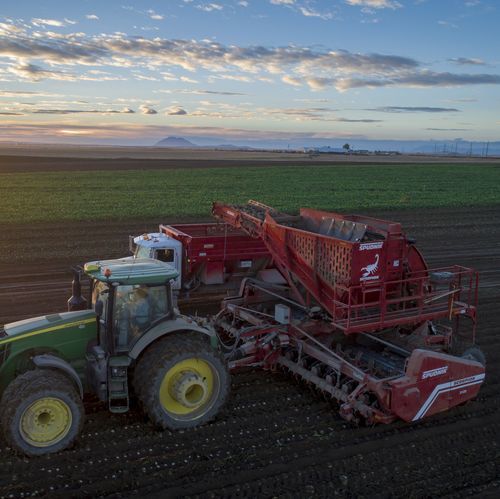 Cosechadora de remolachas azucareras - 3120 - Spudnik Equipment Company LLC - autopropulsada / de varias hileras