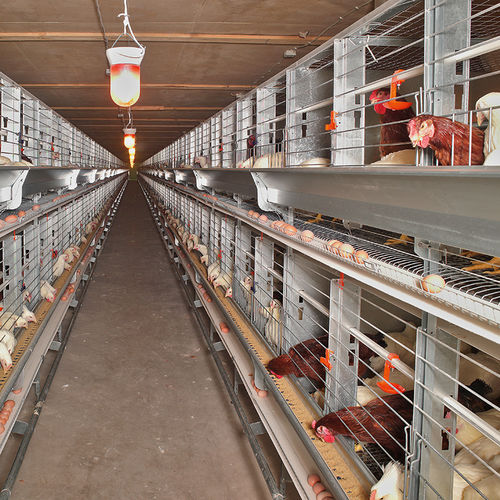 jaula para la cría de gallinas ponedoras con cinta transportadora de huevos - Big Dutchman