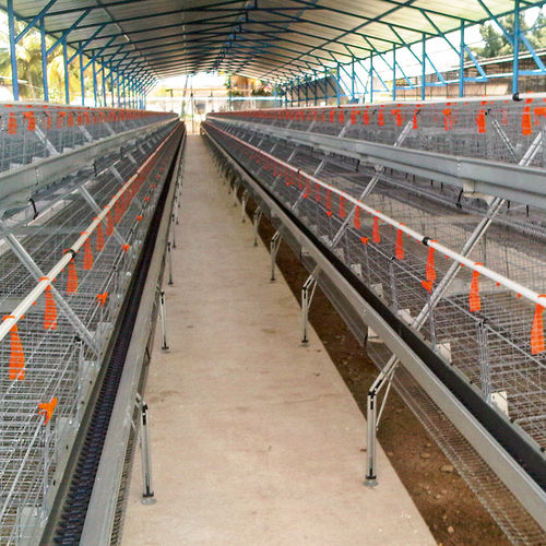 Sistema de nidos para reproductores para gallinas ponedoras - SuperTripleDeck  - Big Dutchman - con sistema de evacuación de excrementos