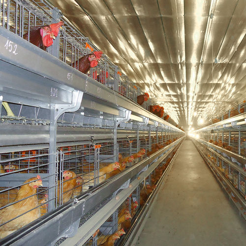 Sistema para la cría de pollos de carne con jaulas - UNIVENT Parents-AI - Big Dutchman - 3 niveles / estructura de aluminio / con cinta transportadora de huevos