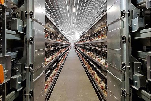 sistema automático de distribución de alimentos de cadena - Big Dutchman