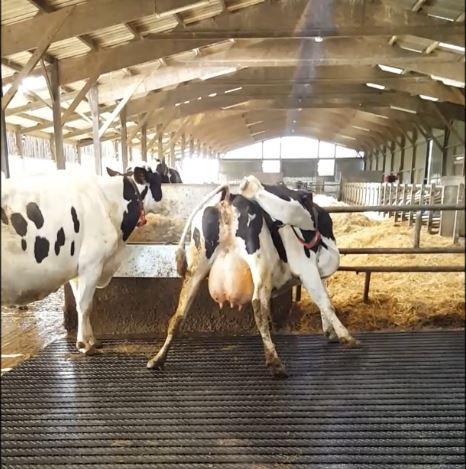 Estera de caucho - MAGELLAN 16 Aire d'attente - Bioret Agri - para la ganadería bovina / antideslizante / higiénico