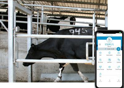 Puerta selectora para vacas - AfiSort - Afimilk - automatizada