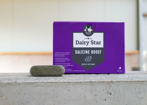 Bolo para la nutrición - DairyStar Salicine Boost - AGRIPROM - para bovinos / para aumento de la resistencia / confort de la vaca