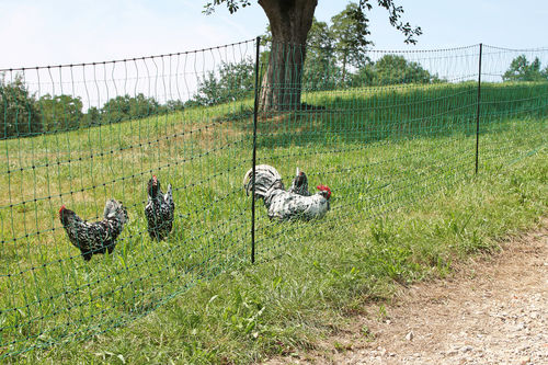Red para aves de corral - AKO-Agrartechnik GmbH & Co. KG - de plástico / eléctrica