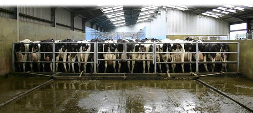 Arrobadera para estiércol de cadena - Dairymaster - recta / con barrera de empuje