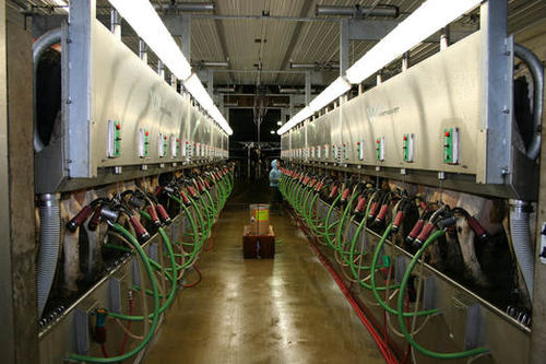 Sala de ordeño para vacas - Daritech, Inc. - en batería
