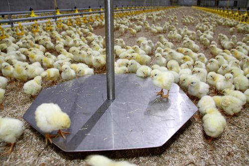 Sistema de pesaje para aves de corral - Fancom B.V. - electrónico / automático / de suelo