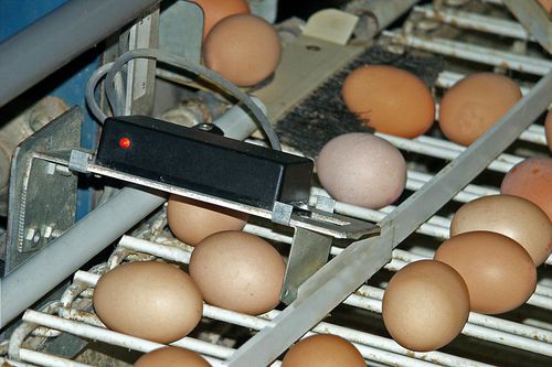 Contador de huevos automático - Fancom B.V.