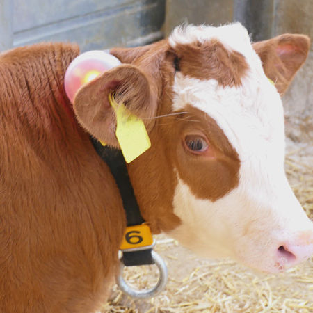 Collar electrónico - Neckband - Förster-Technik GmbH - de identificación