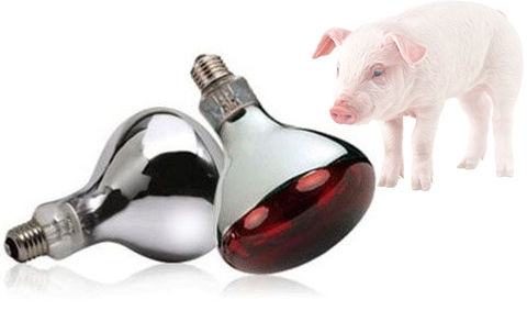 Lámpara infrarroja para cochinillos - R series - InterHeat Inc. - de infrarrojos / de fibra de carbono