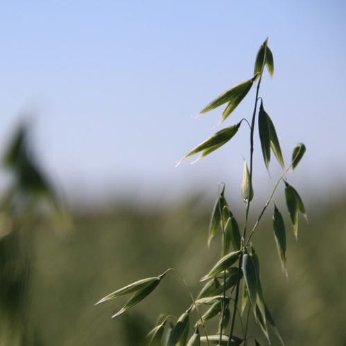 Semilla de avena de primavera - ISABEL - KWS SAAT AG - resistente a la roya / resitente al oídio / resistente al encamado