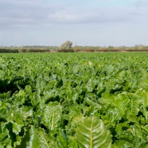 Semilla de remolacha remolacha azucarera - KATJANA - KWS SAAT AG - resistente a la cercospora