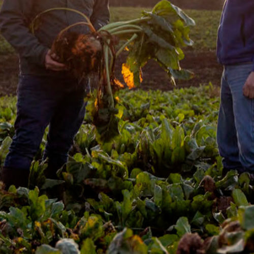 Semilla de remolacha para forraje - SMART CHAVA  - KWS SAAT AG