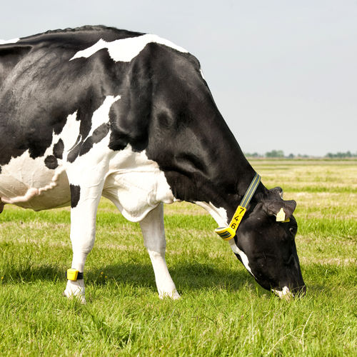 Lector de identificación RFID - Nedap Livestock Management