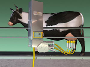 Ordeñadora para vacas - MULTILACTOR® - Siliconform - eléctrica / estacionaria