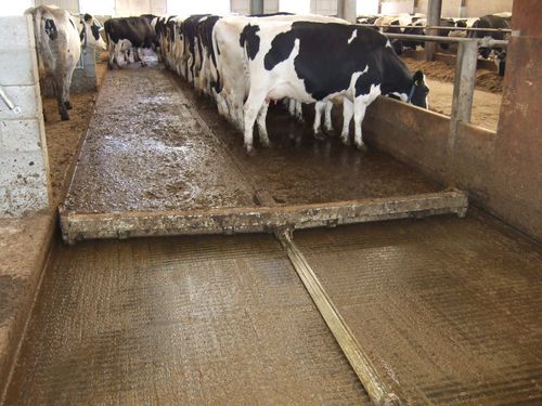 Arrobadera para estiércol de cuerda - CombiScraper Solid floor - Spinder Dairy Housing Concepts - recta / de caucho / automática