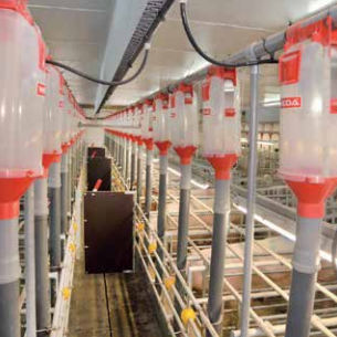 Dosificador para alimento - WEDA Dammann & Westerkamp GmbH - para instalación agrícola / volumétrico / para cerdos