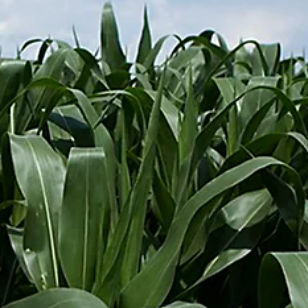 Semilla de maíz muy precoz - P7326 - DuPont Pioneer - de granos / de ensilaje / resistente a la helmintosporiosis