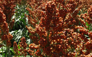 Semilla de sorgo precoz - AG1101 - Alta Seeds - de granos / adaptado a zonas secas