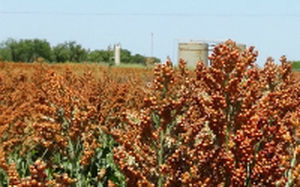 Semilla de sorgo semiprecoz - ADV G1150 - Alta Seeds - de granos / adaptado a zonas secas