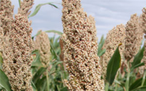Semilla de sorgo semiprecoz - AG1401 - Alta Seeds - de granos / híbrida