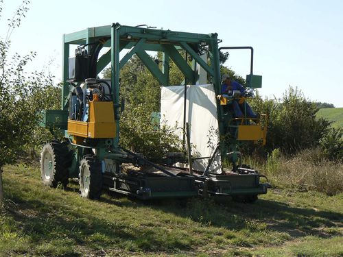 Cosechadora de ciruelas - M15 - Somaref - autopropulsada / de arco alto