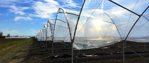 Invernadero multicapilla - MultiEasy - Europrogress - de plástico / con estructura de acero / con ventilación lateral