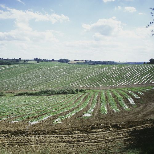 Recubrimiento para horticultura - ISOLSTAR - Barbier Groupe
