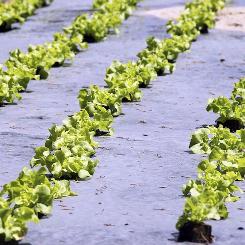 Recubrimiento para horticultura - BARLENE - Barbier Groupe