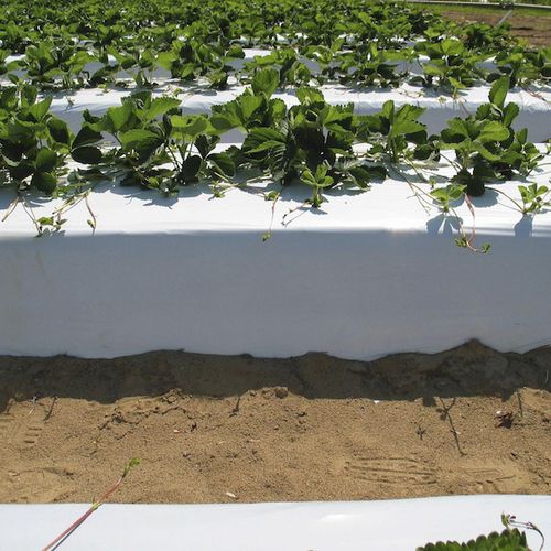 Recubrimiento para horticultura - TRIFRAISE - Barbier Groupe
