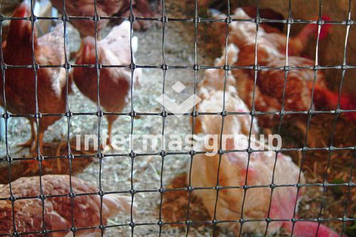 Red para aves de corral - RECINGREEN Series - INTERMAS - de polipropileno