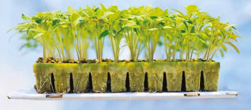 Bandeja alveolada de origen vegetal - AO series - GRODAN - compostable / para cultivo sin suelo