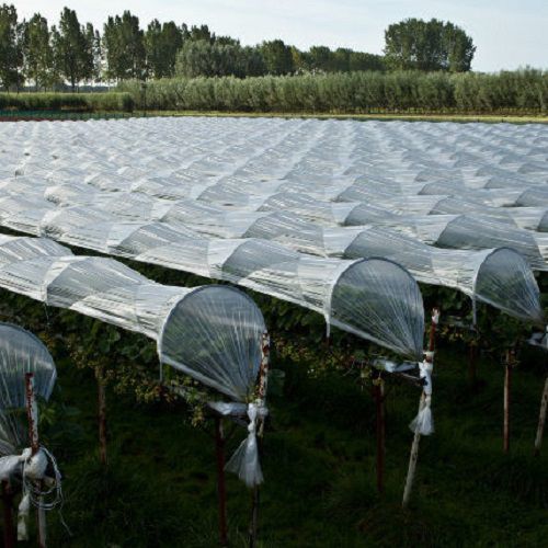 Film de EVA - OERLEMANS PLASTICS BV - para el cultivo forzado / anti-UV