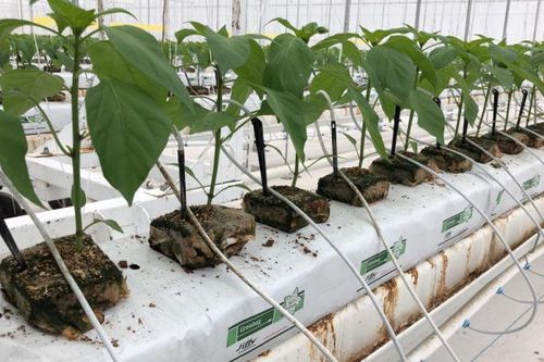 Bolsa para cultivo para cultivo sin suelo - Finesse - Essence - Jiffy Products International BV