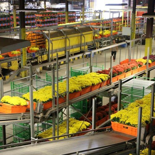 Sistema de manipulación hortícola automático - Visser Horti Systems - de tiestos / de bandejas de cultivo / para invernadero