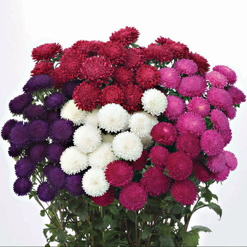 Semilla de flor para corte - Bonita - SAKATA ORNAMENTALS EUROPE A/S - mezcla de colores / rosa / blanca