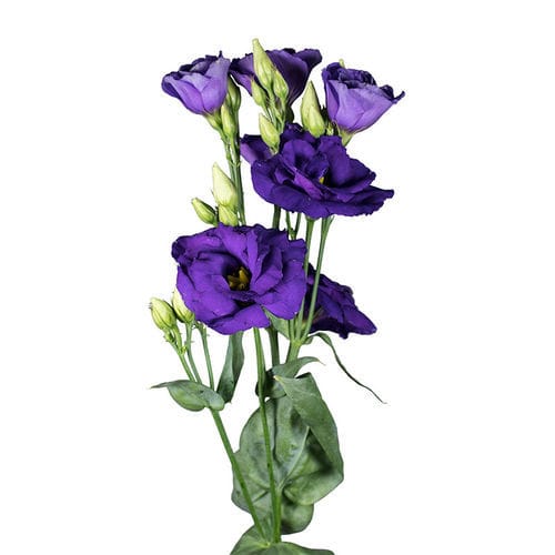Semilla de flor rosa - Aube - SAKATA ORNAMENTALS EUROPE A/S - amarilla / roja / blanca