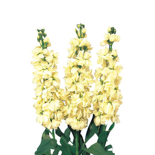 Semilla de flor amarilla - Cheerful - SAKATA ORNAMENTALS EUROPE A/S - para corte / de interior