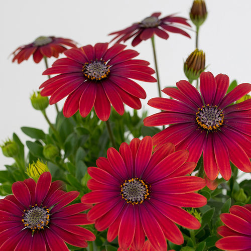 Semilla de flor anual - Cape Daisy® Zanzibar® - SAKATA ORNAMENTALS EUROPE A/S - amarilla / roja / blanca