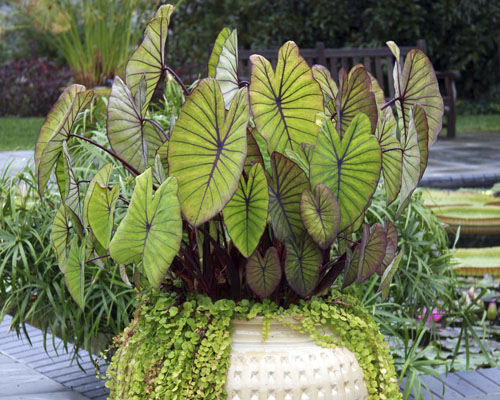 Planta verde perenne - Colocasia esculenta 'Blue Hawaii' - Agri-Starts Inc - para macizo / para maceta / para jardín