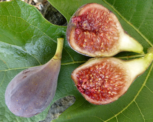 Higuera - Ficus carica 'Celeste' - Agri-Starts Inc