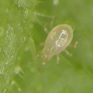 Áraro contra los trips - Swirskiline - Bioline Agrosciences Inc/Bioline Canada Inc - mosquita blanca / otros / adulto