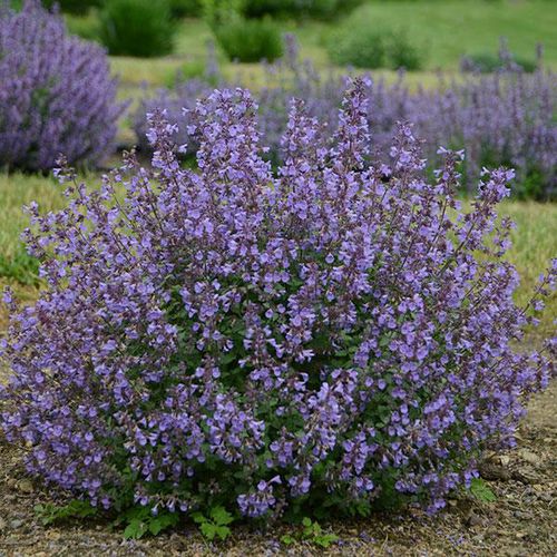 Plantón floral perenne - Nepeta faassenii - Darwin Perennials - violeta / azul / para jardín