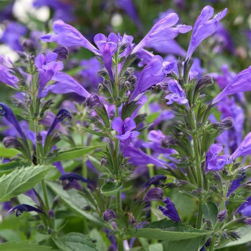 Plantón floral perenne - Nepeta subsessilis Prelude™  - Darwin Perennials - violeta / para maceta / para jardín